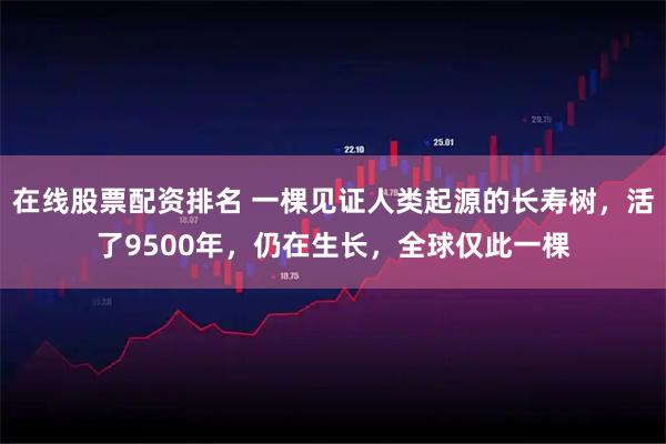 在线股票配资排名 一棵见证人类起源的长寿树，活了9500年，仍在生长，全球仅此一棵